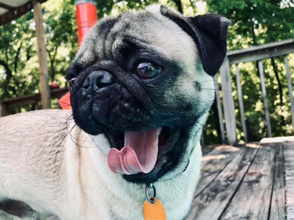 pug Image