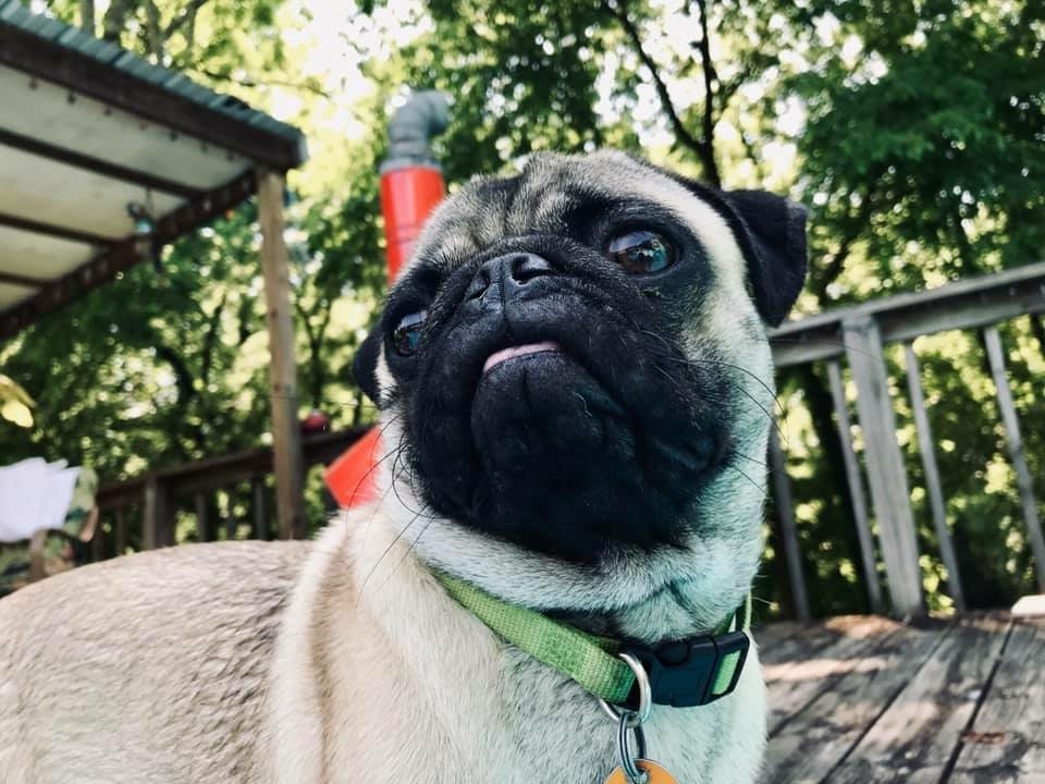 pug Image