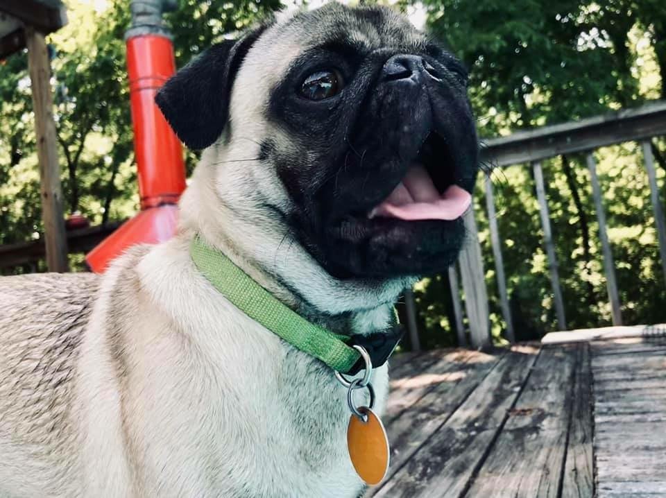 pug Image