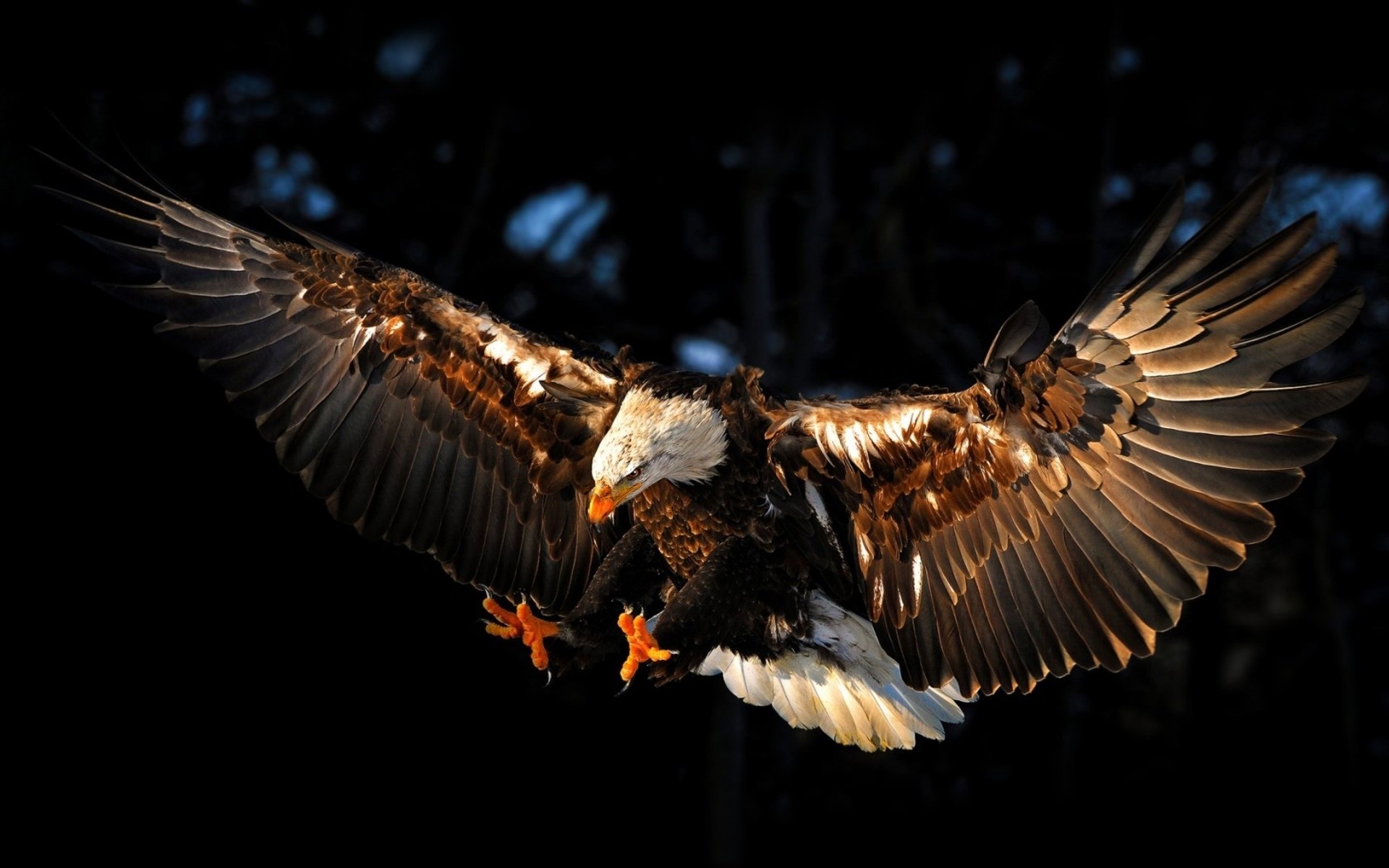 Download Animal Eagle Image by Devesh rana