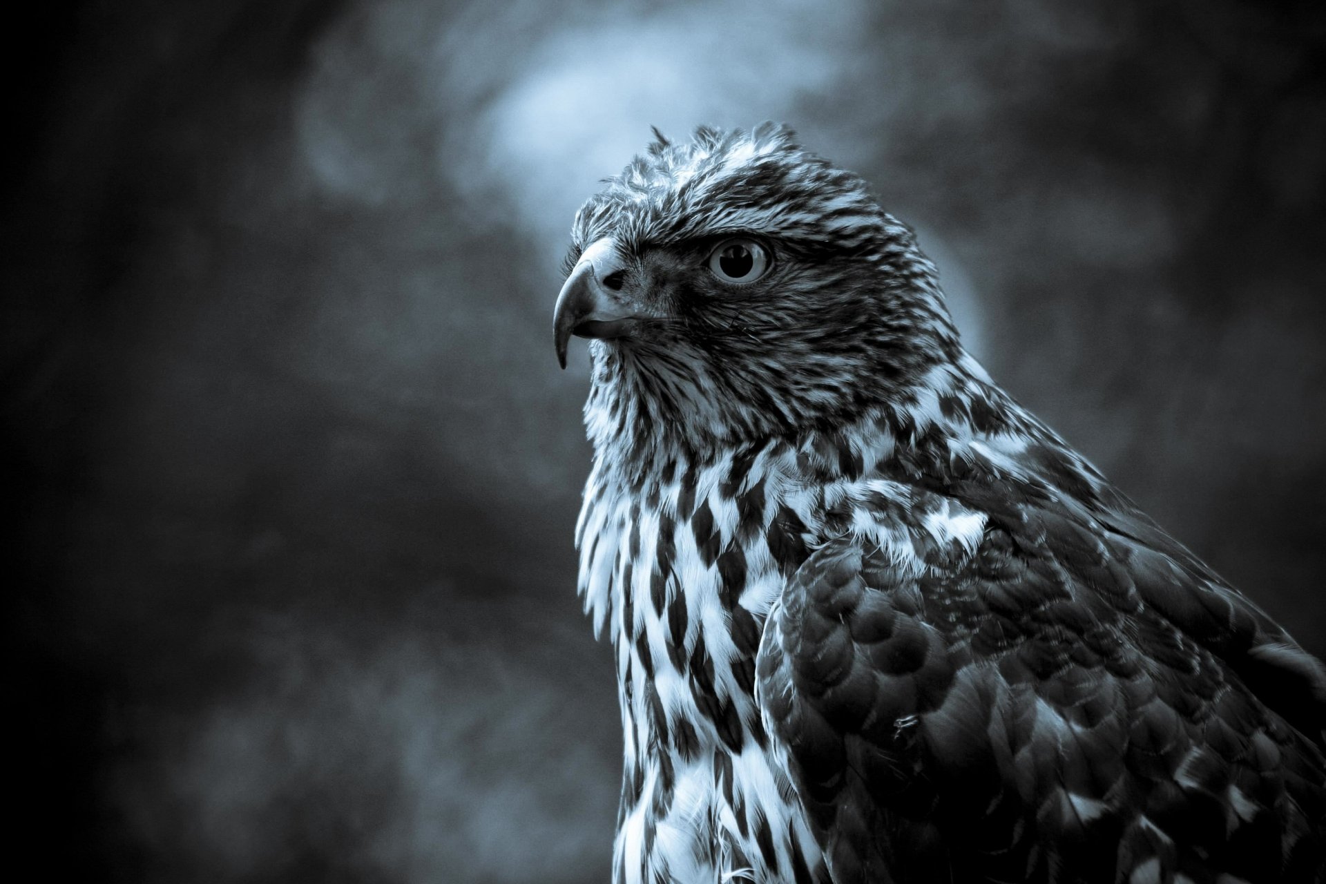 Download Animal Eagle Image by Devesh rana