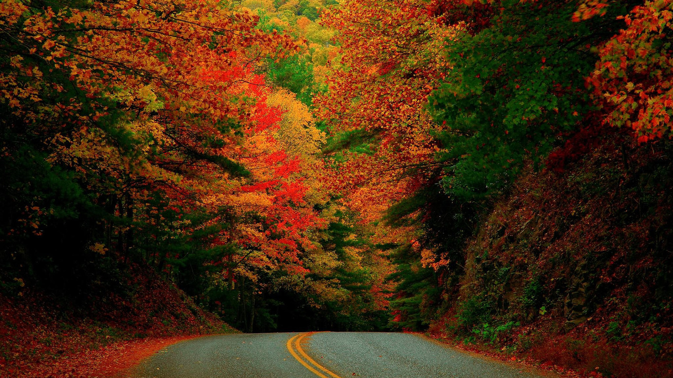 Road through Autumn Forest