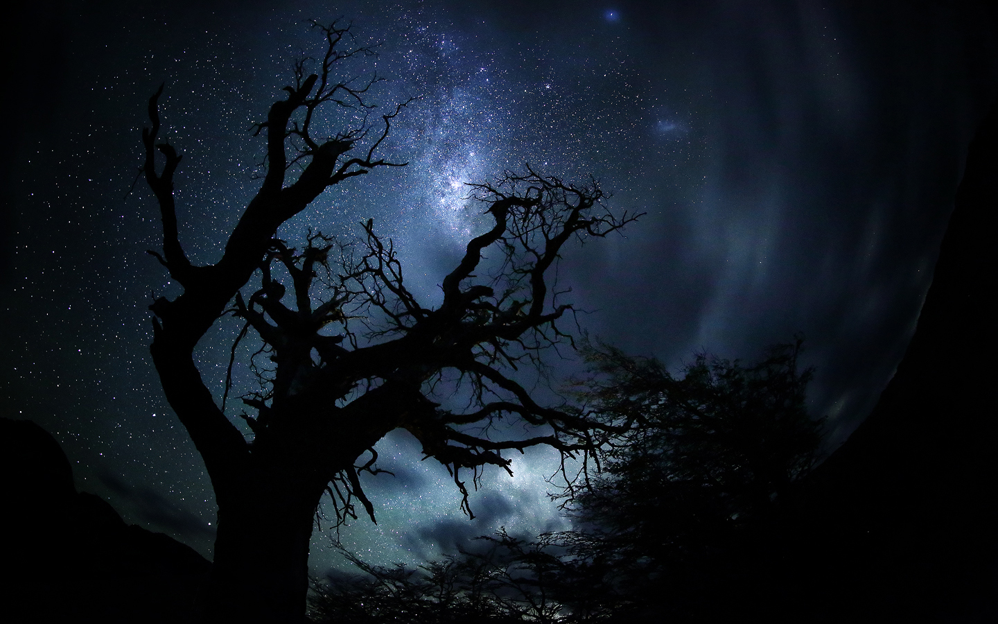 Tree Silhouette on Starry Night