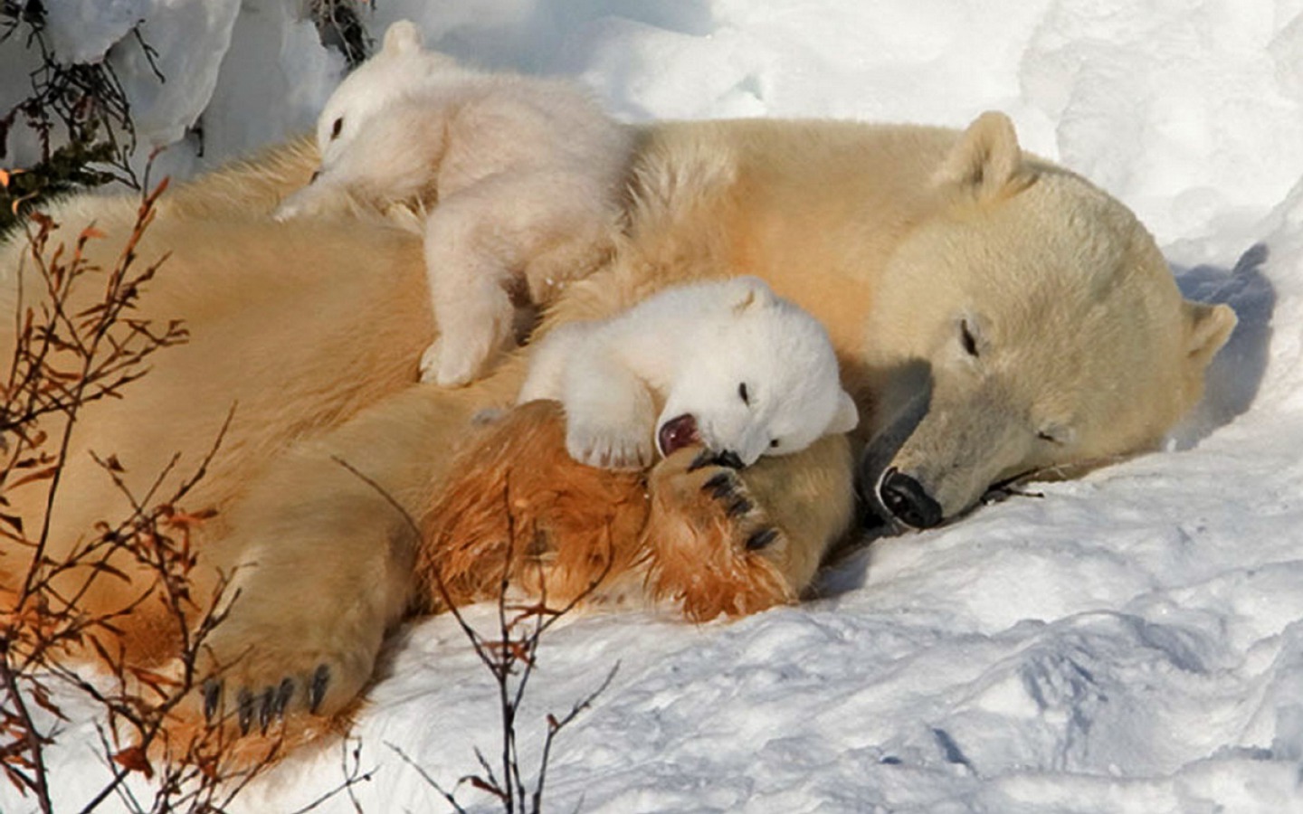 Mama Polar Bear and her Cubs