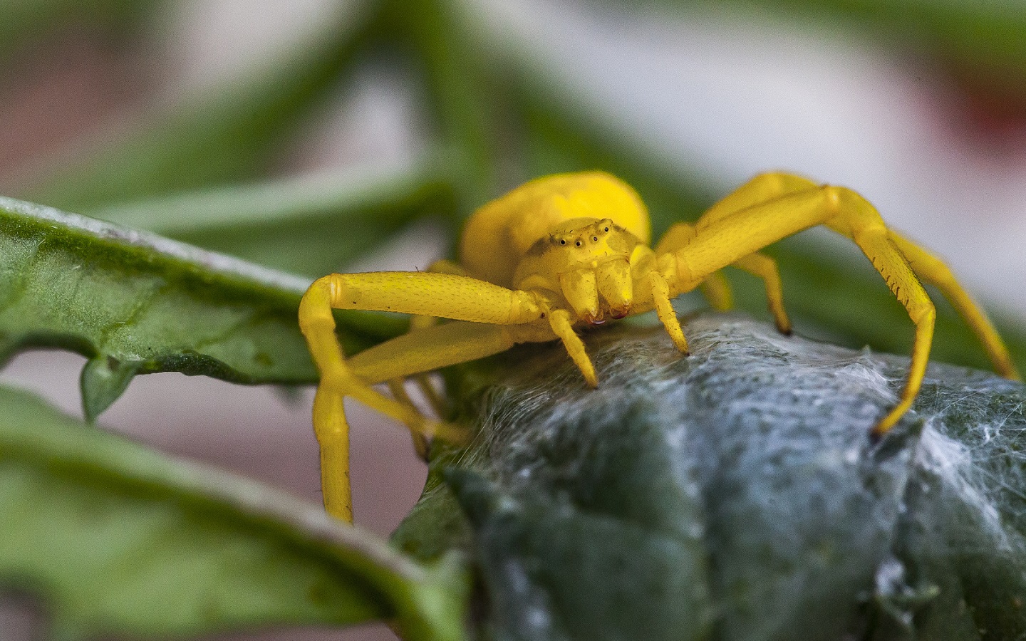 Yellow Flower Crab Spider by brenkee