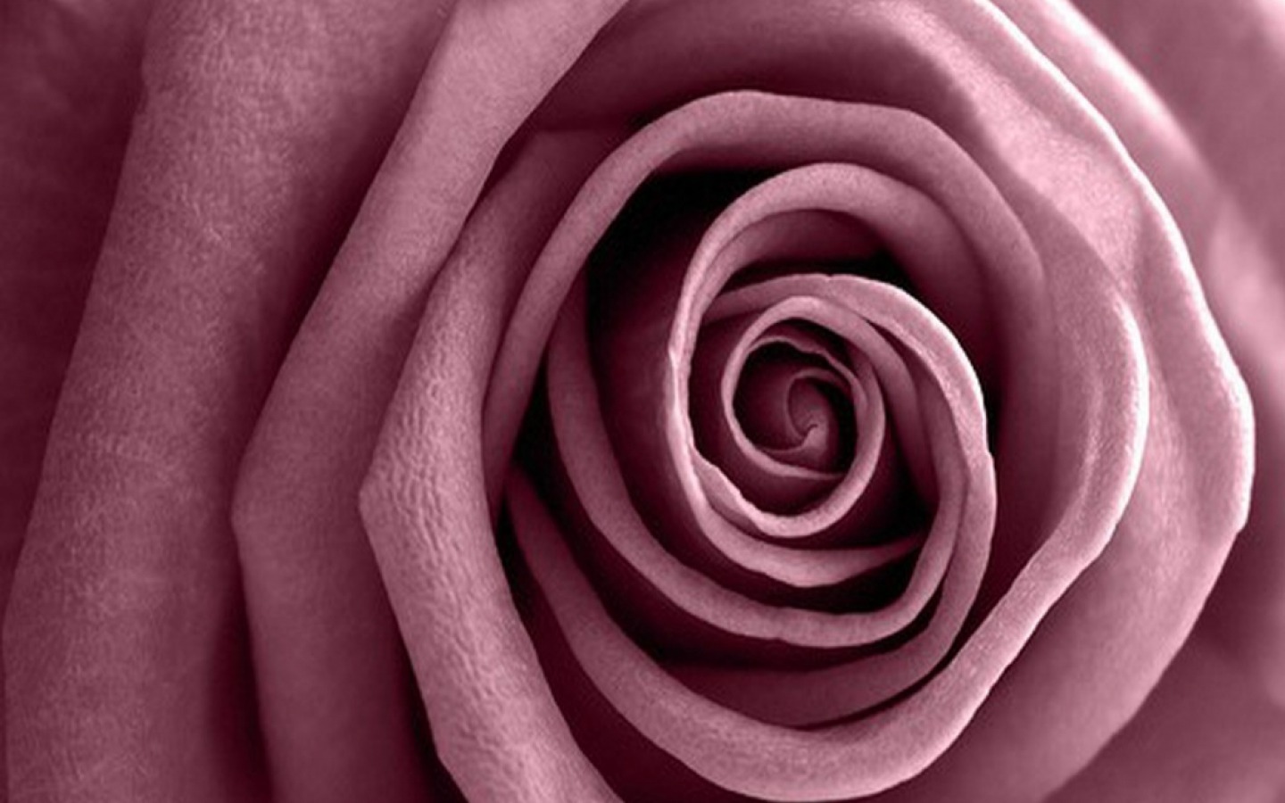 Mauve-colored Rose
