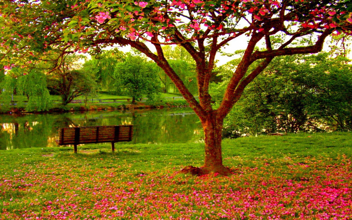 Bench in Spring Park