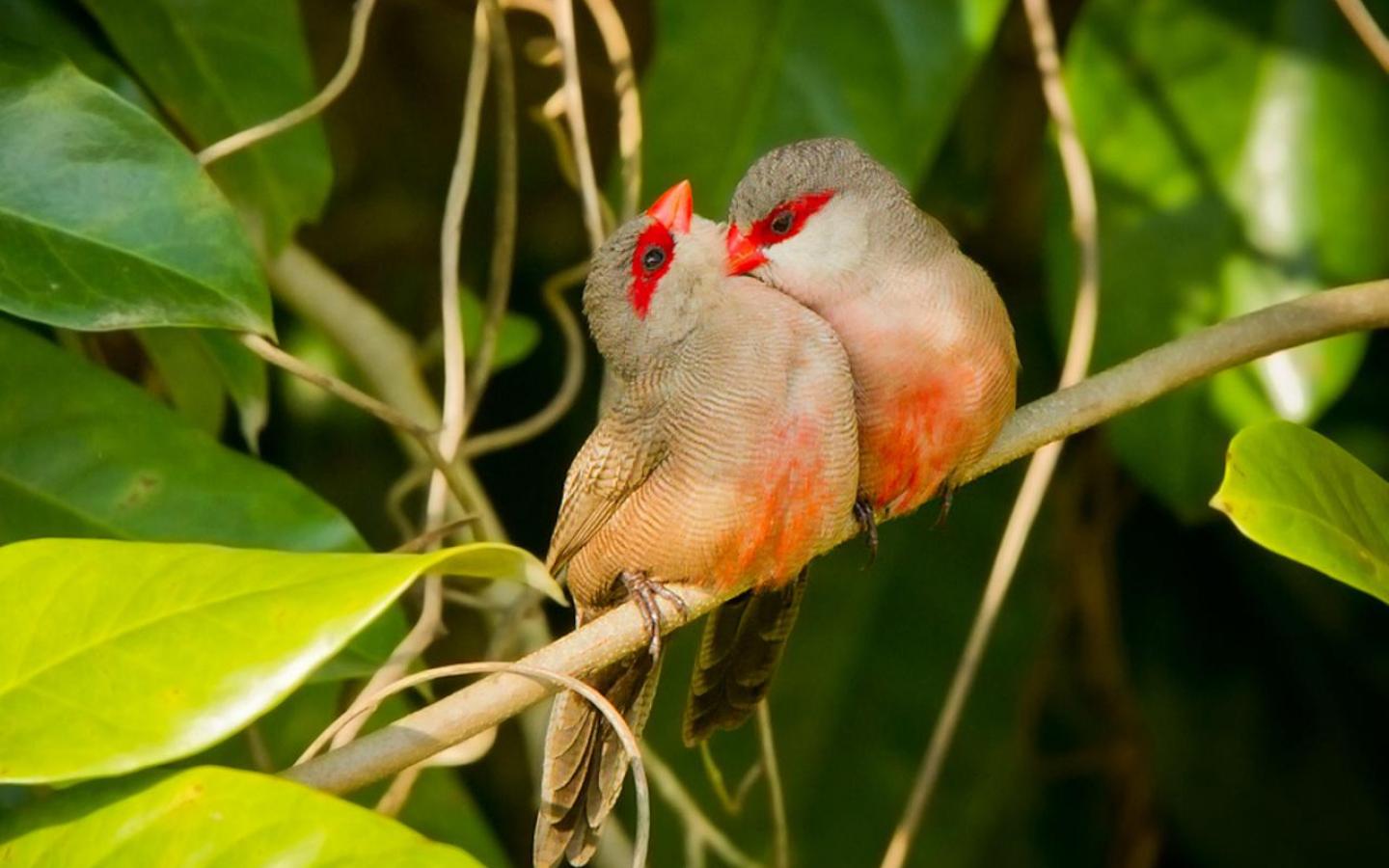 Two Red-Masked Finches