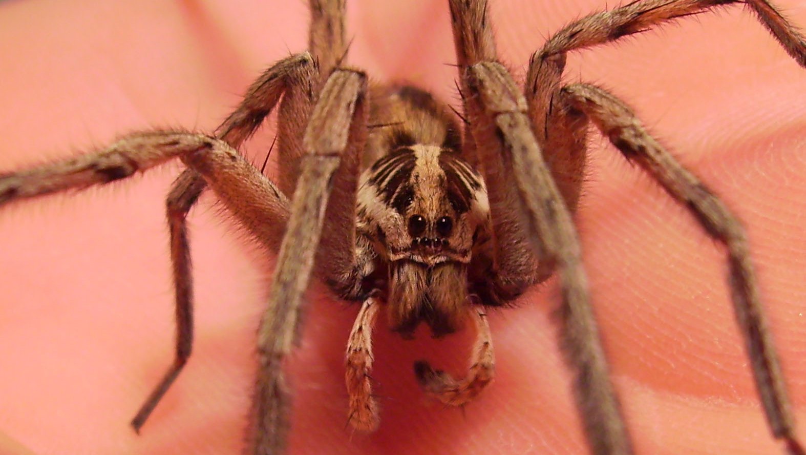 Spider Picture