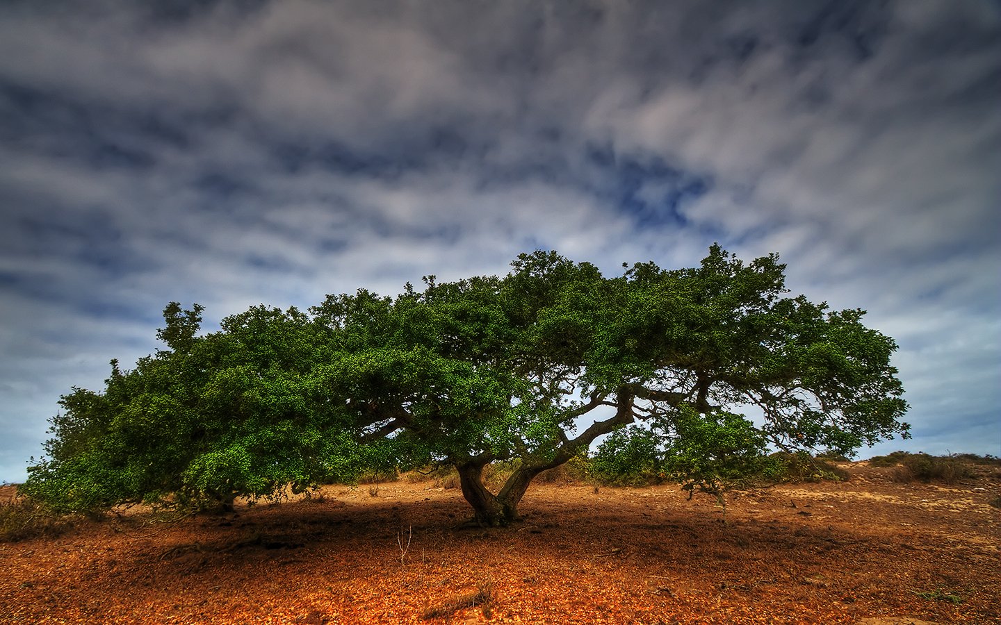  Wide Oak Tree
