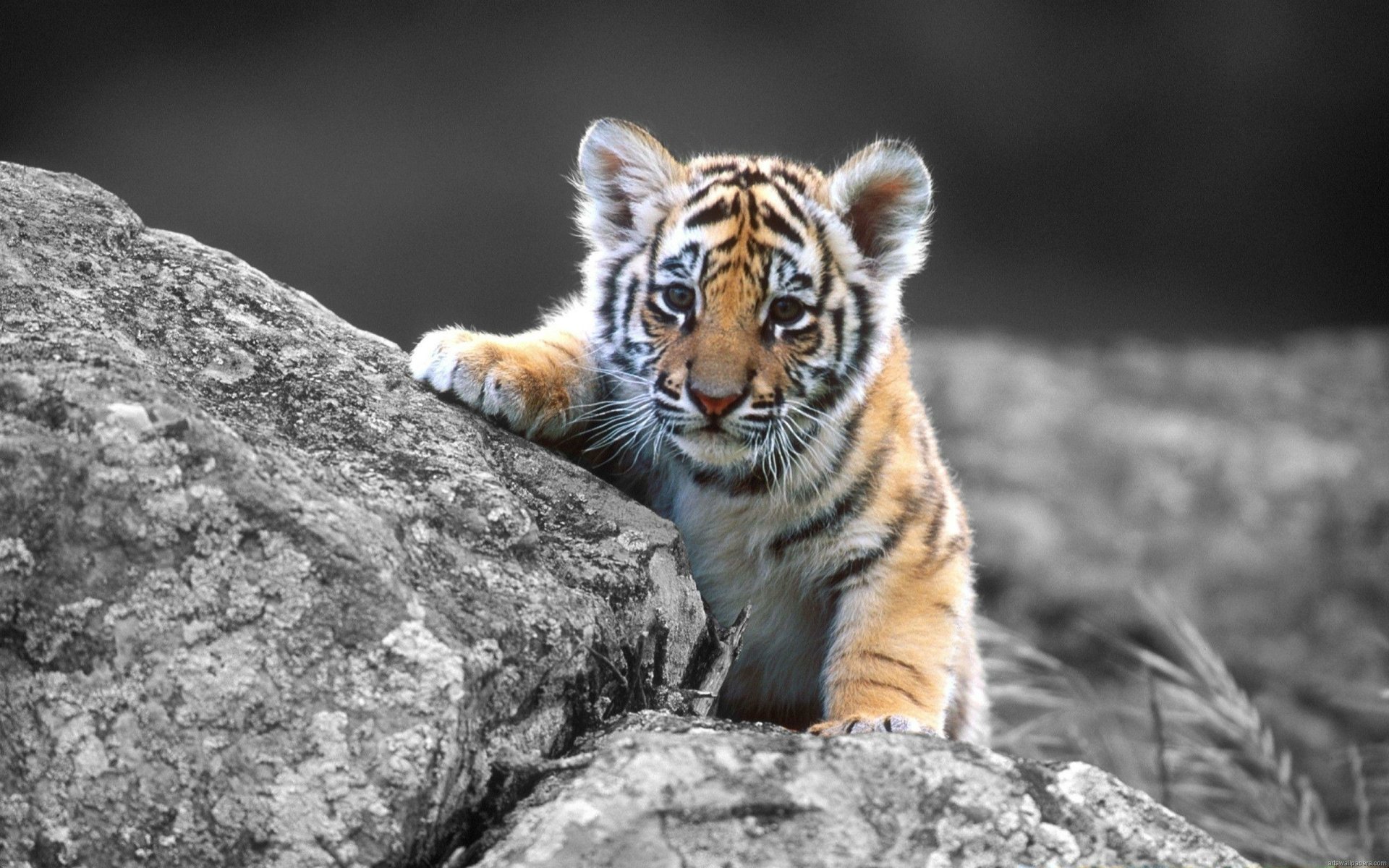tiger Image