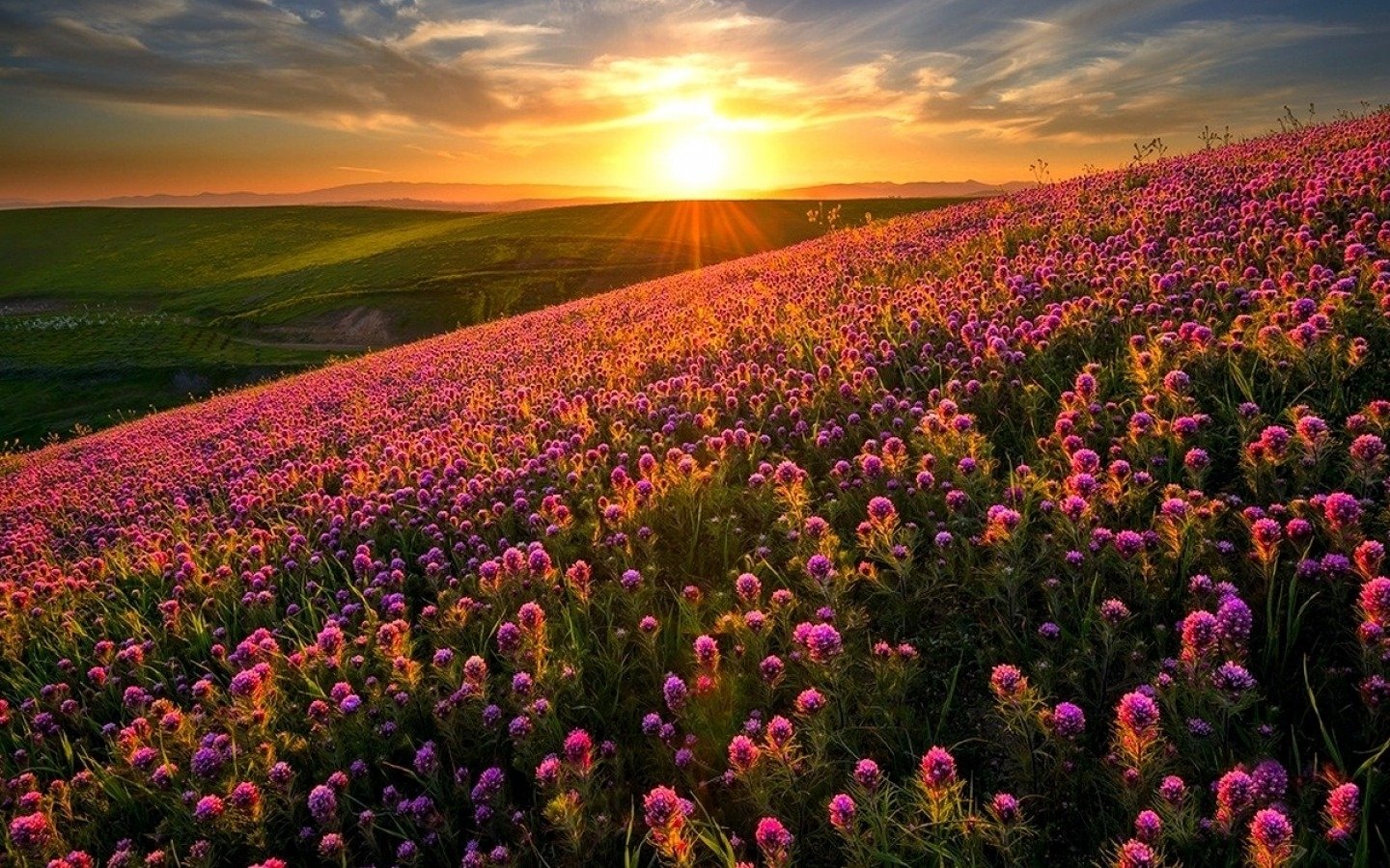 Download Spring Grass Sunset Field Mountain Nature Flower Image