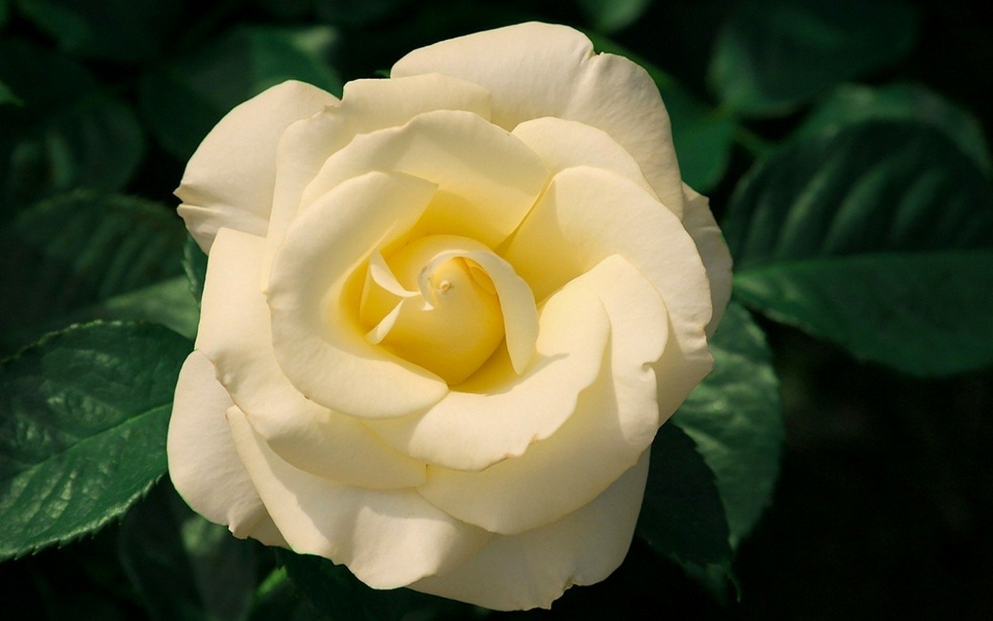 A beautiful white rose blooms gracefully amidst vibrant green leaves, showcasing delicate petals that create a stunning display of nature's elegance.