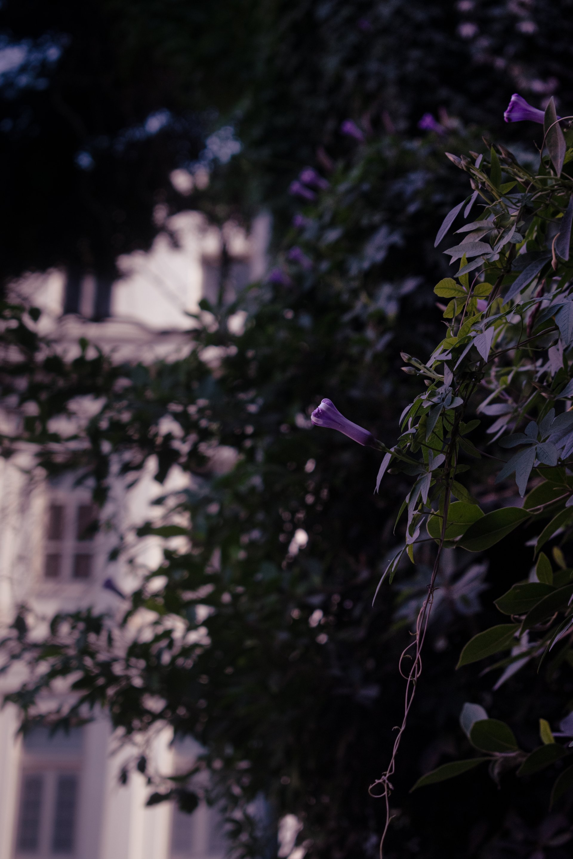 nature purple floral flower Image