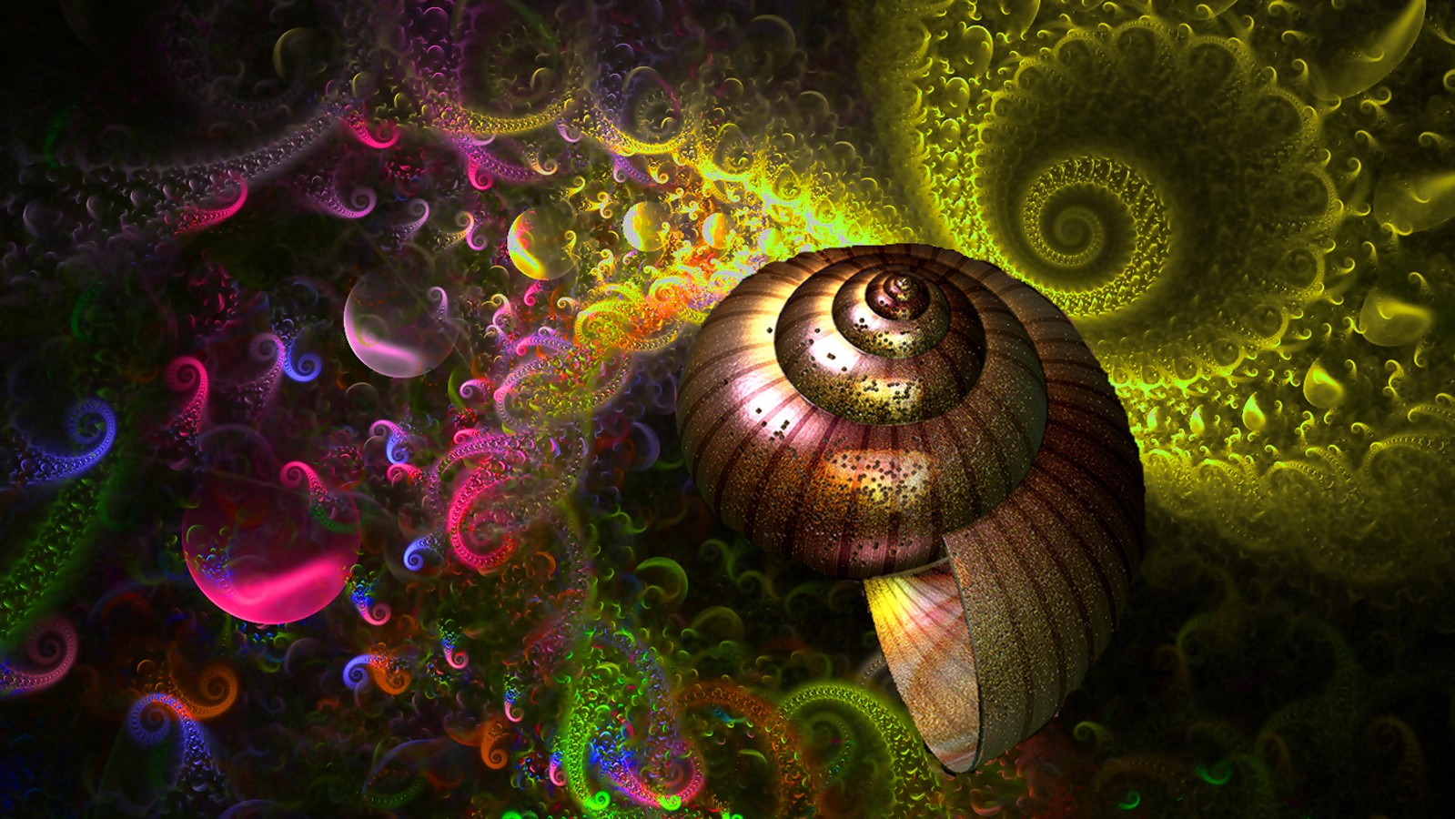 THE SHELL by doriano