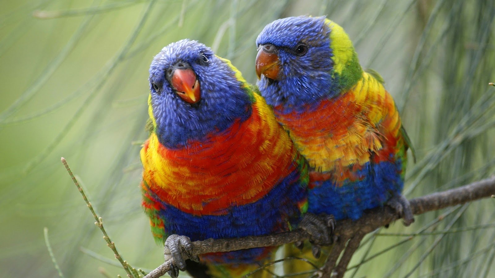Animal rainbow lorikeet Image