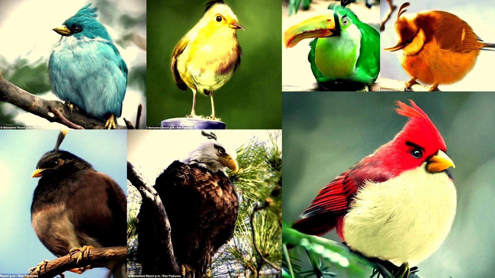 A vibrant collage of colorful birds reminiscent of the characters from the video game Angry Birds, showcasing a variety of species in lively poses and settings.