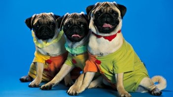 Preview Image 590484