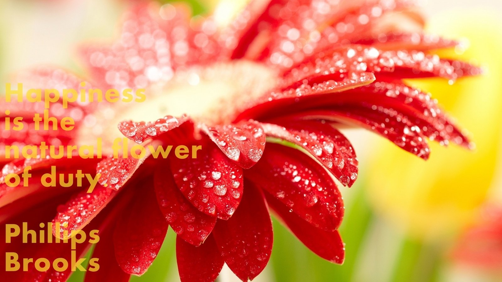 A close-up of a red flower with water droplets, featuring a motivational quote about happiness by Phillips Brooks. Bright, colorful background enhances the uplifting message.