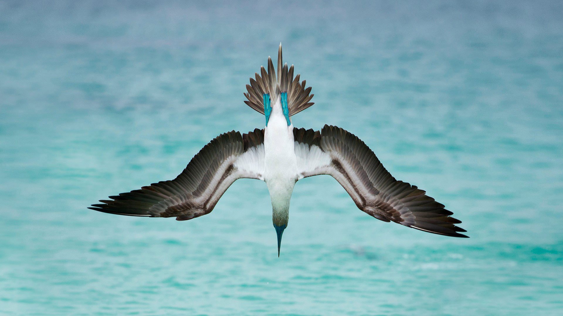 bird Animal blue-footed booby Image