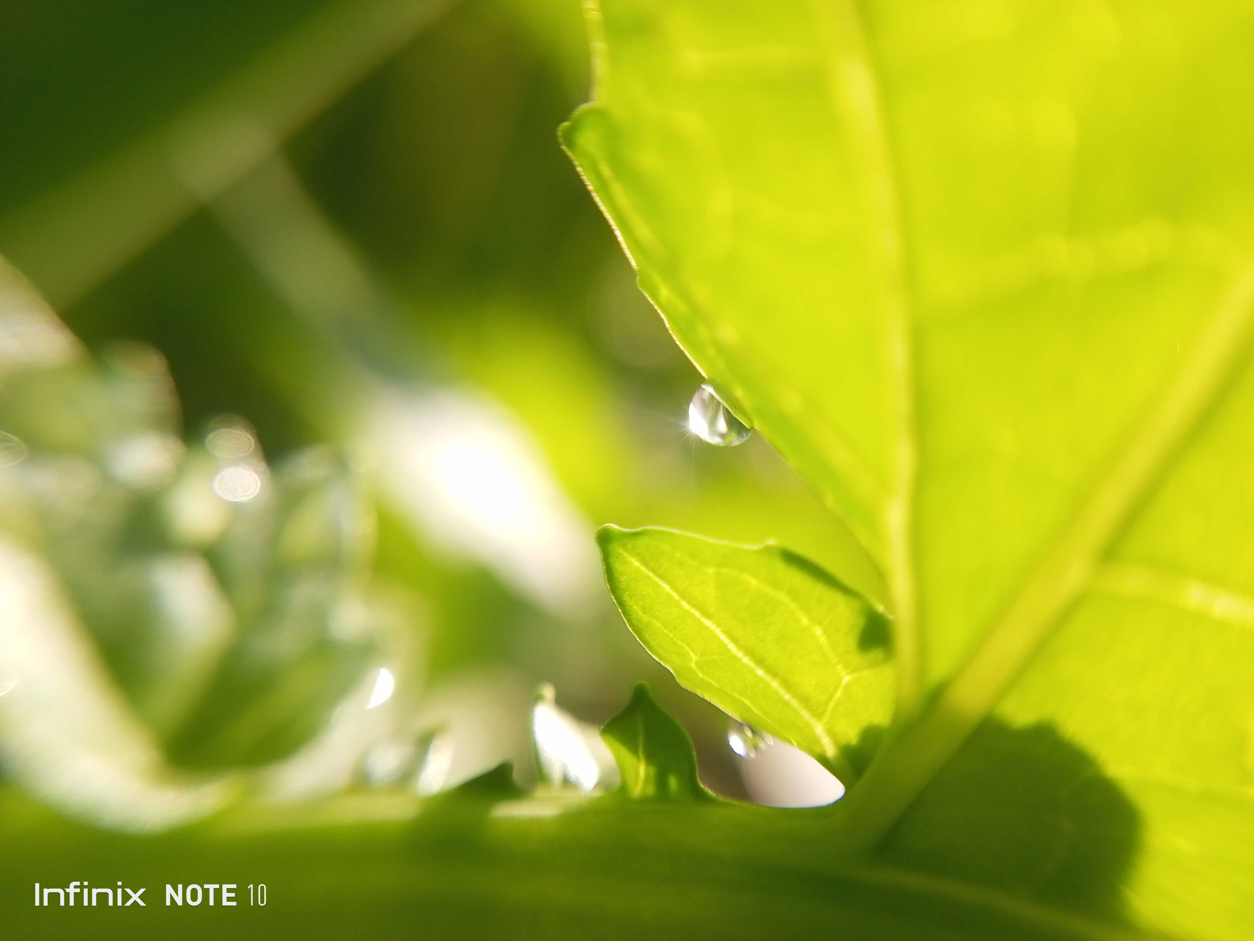 water drop off a leaf by HyderAli5814 Image Abyss
