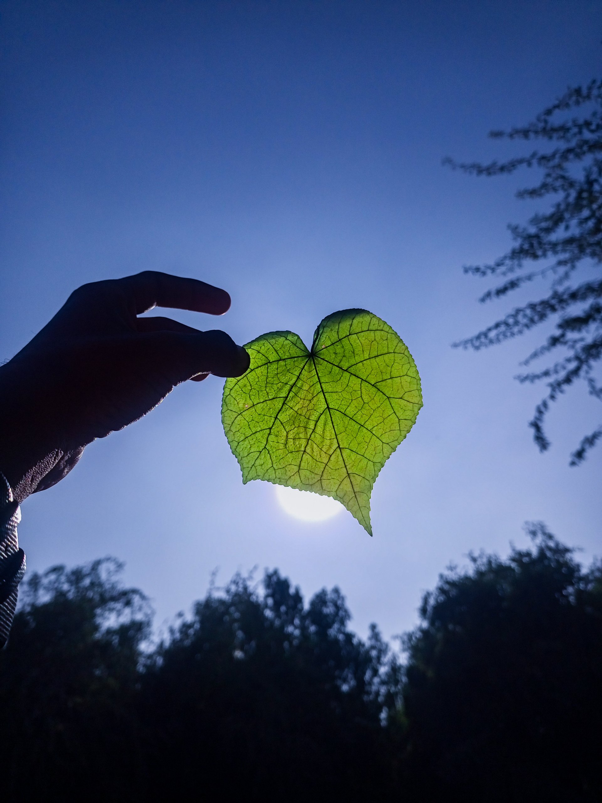 Heart shaped leaf by hyderali5814