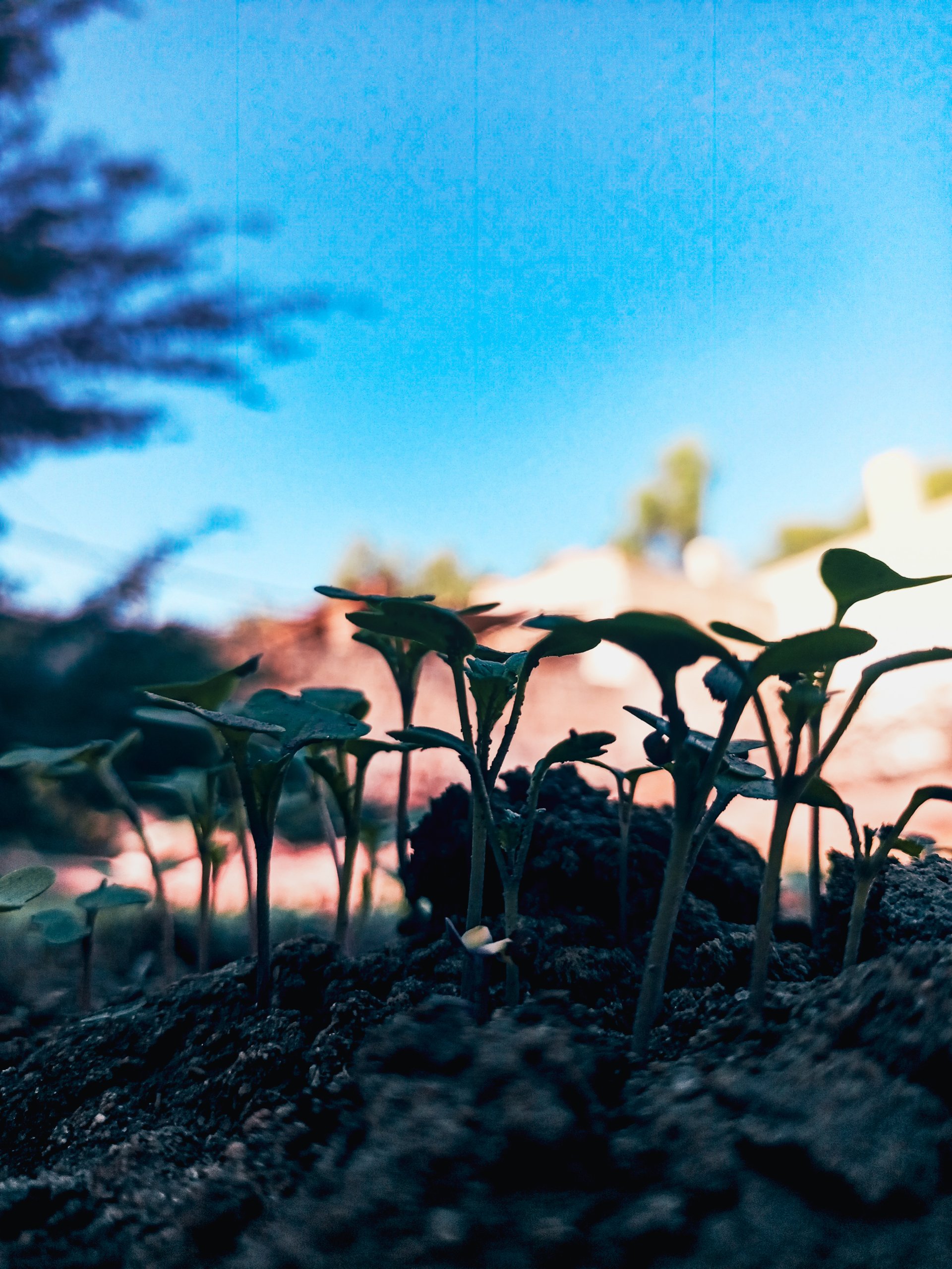 Plant - Desktop Wallpapers, Phone Wallpaper, PFP, Gifs, and More!