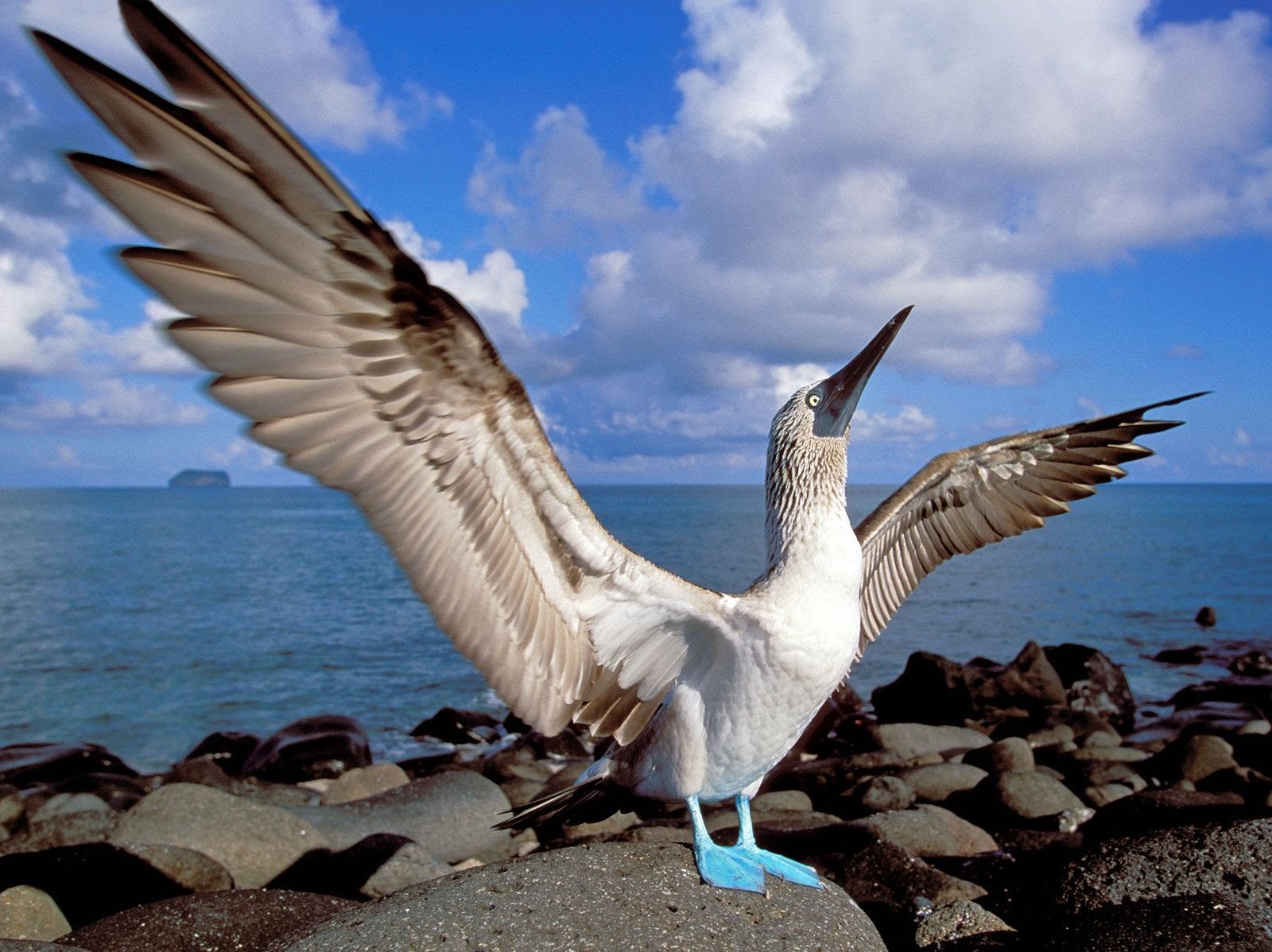 bird Animal blue-footed booby Image