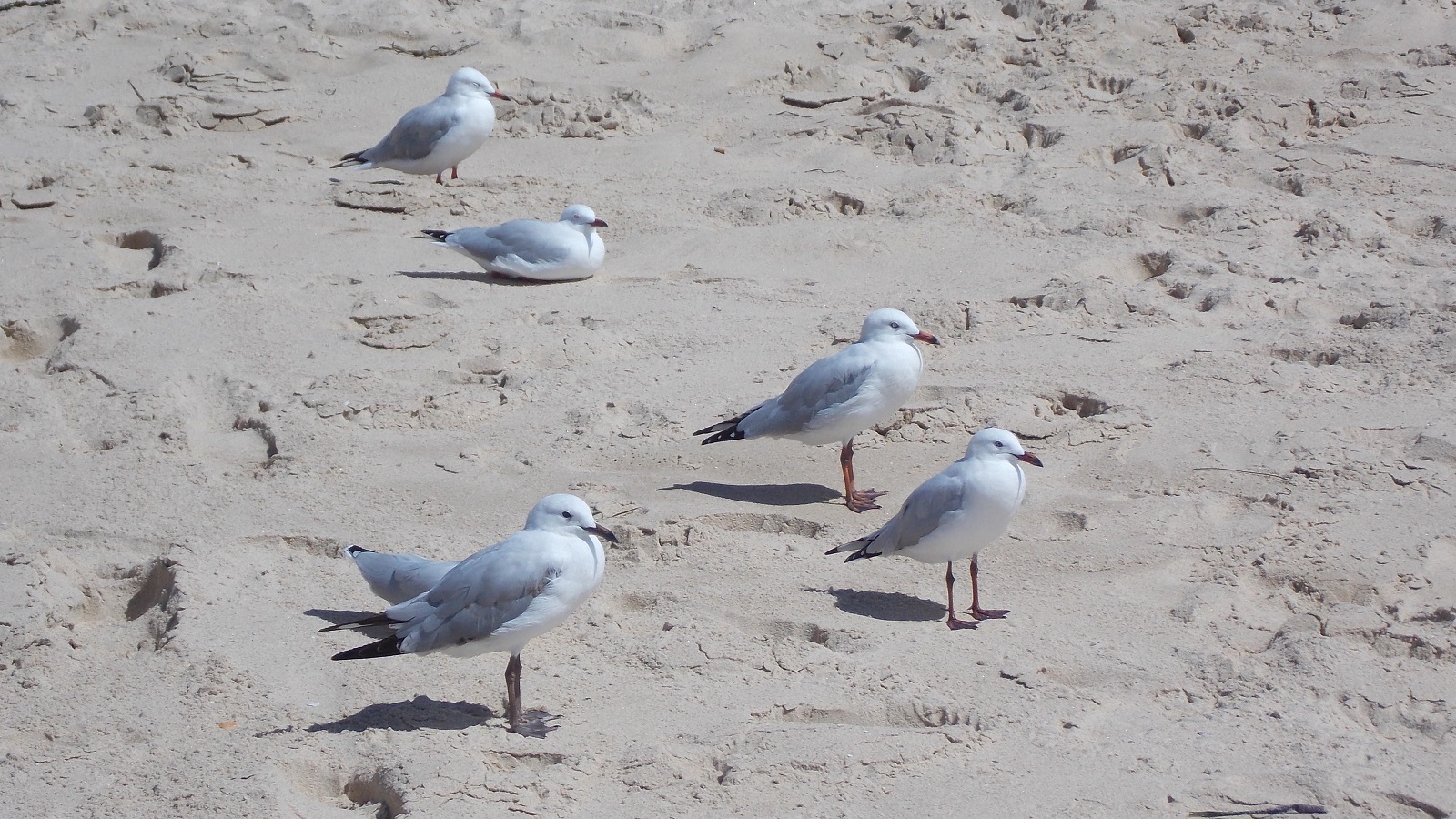 Seagulls on Cronulla Beach, Sydney, Australia by lonewolf6738