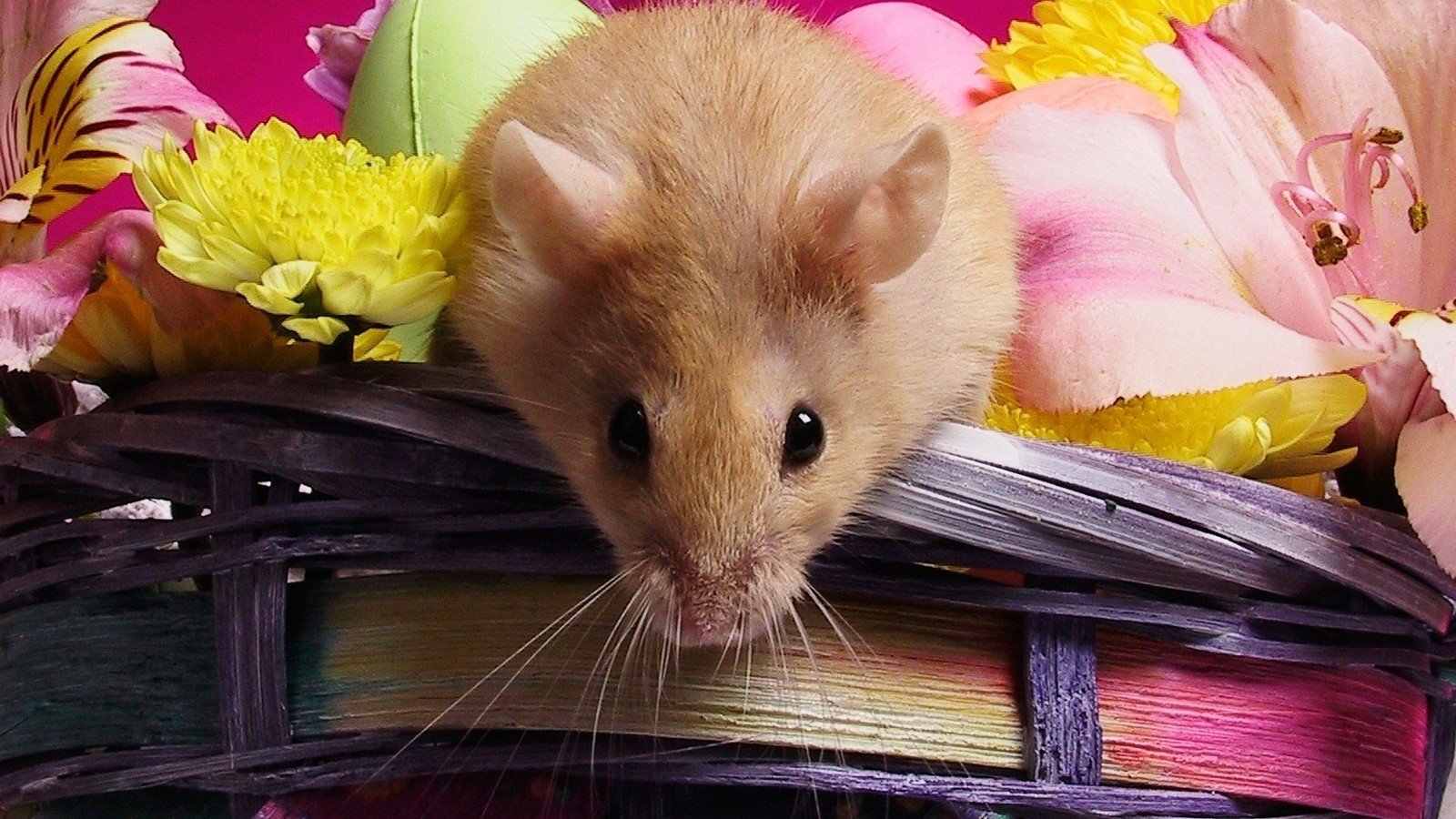 A light-colored hamster peeks over a colorful basket filled with vibrant flowers and decorative eggs, creating a cheerful springtime scene.
