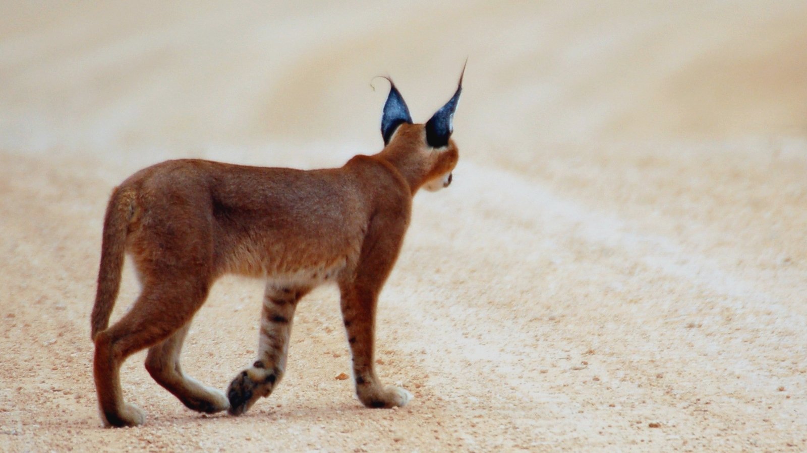 Animal caracal Image