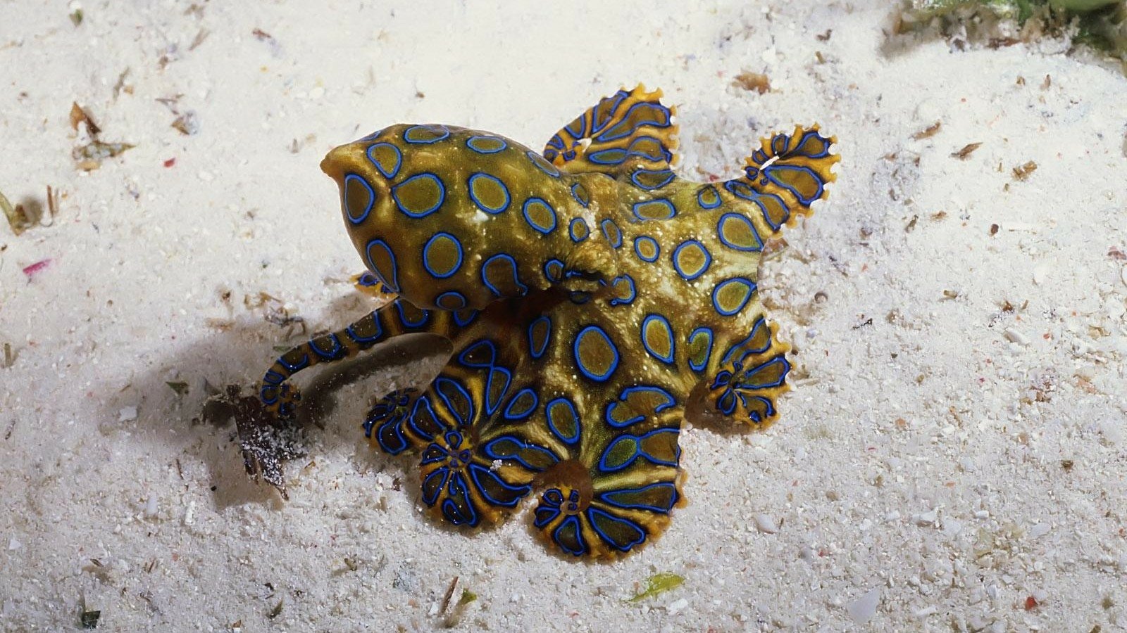 blue fish octopus Animal blue ringed octopus Image