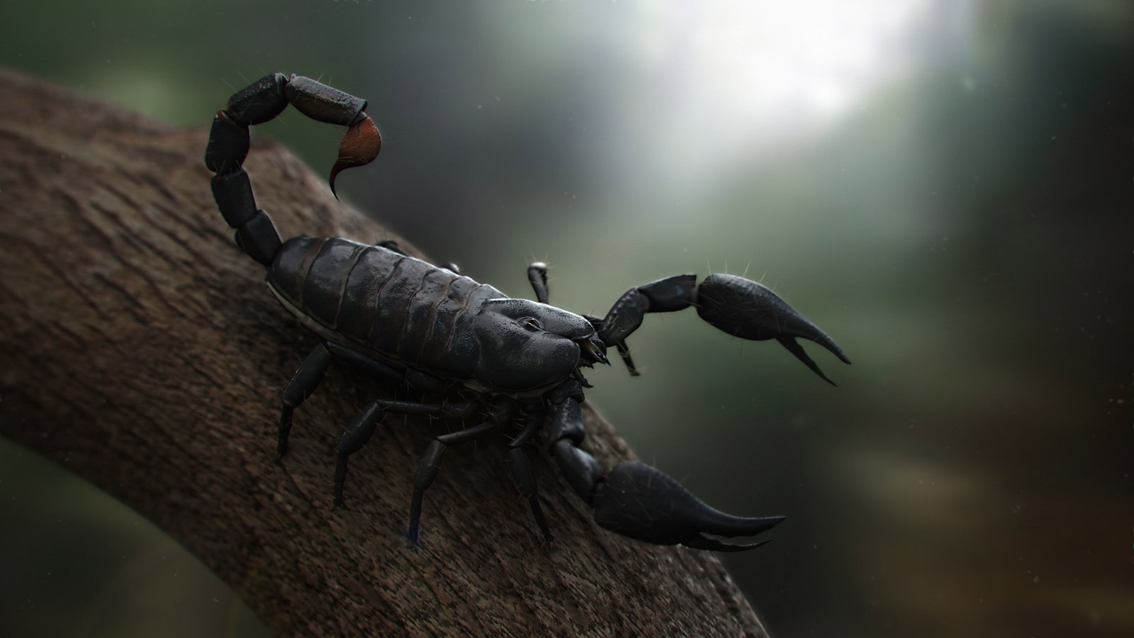 3,800+ Black Scorpion Stock Photos, Pictures & Royalty-Free Images - iStock  | Python, Nile crocodile, Fat tail scorpion