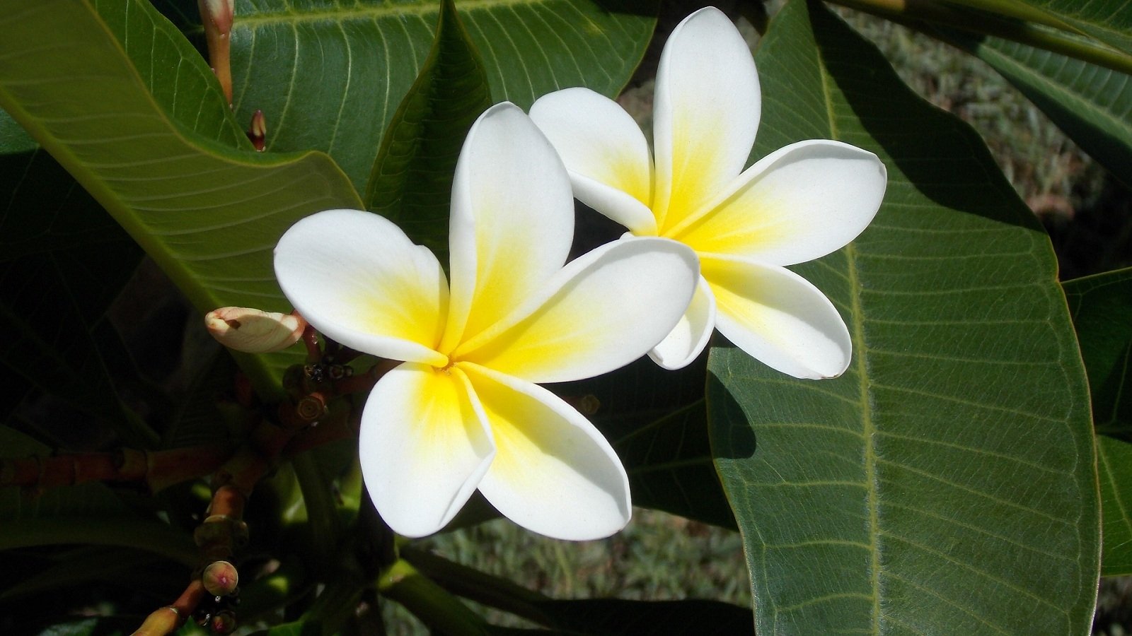 A Frangipani In My Neighbours Garden