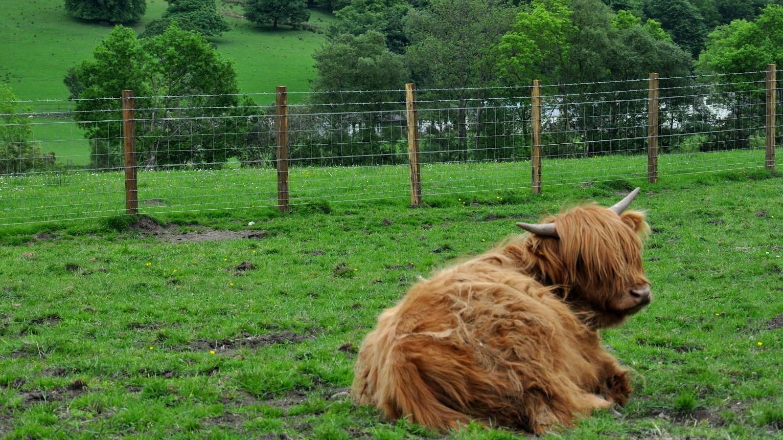 Animal highland cattle Image