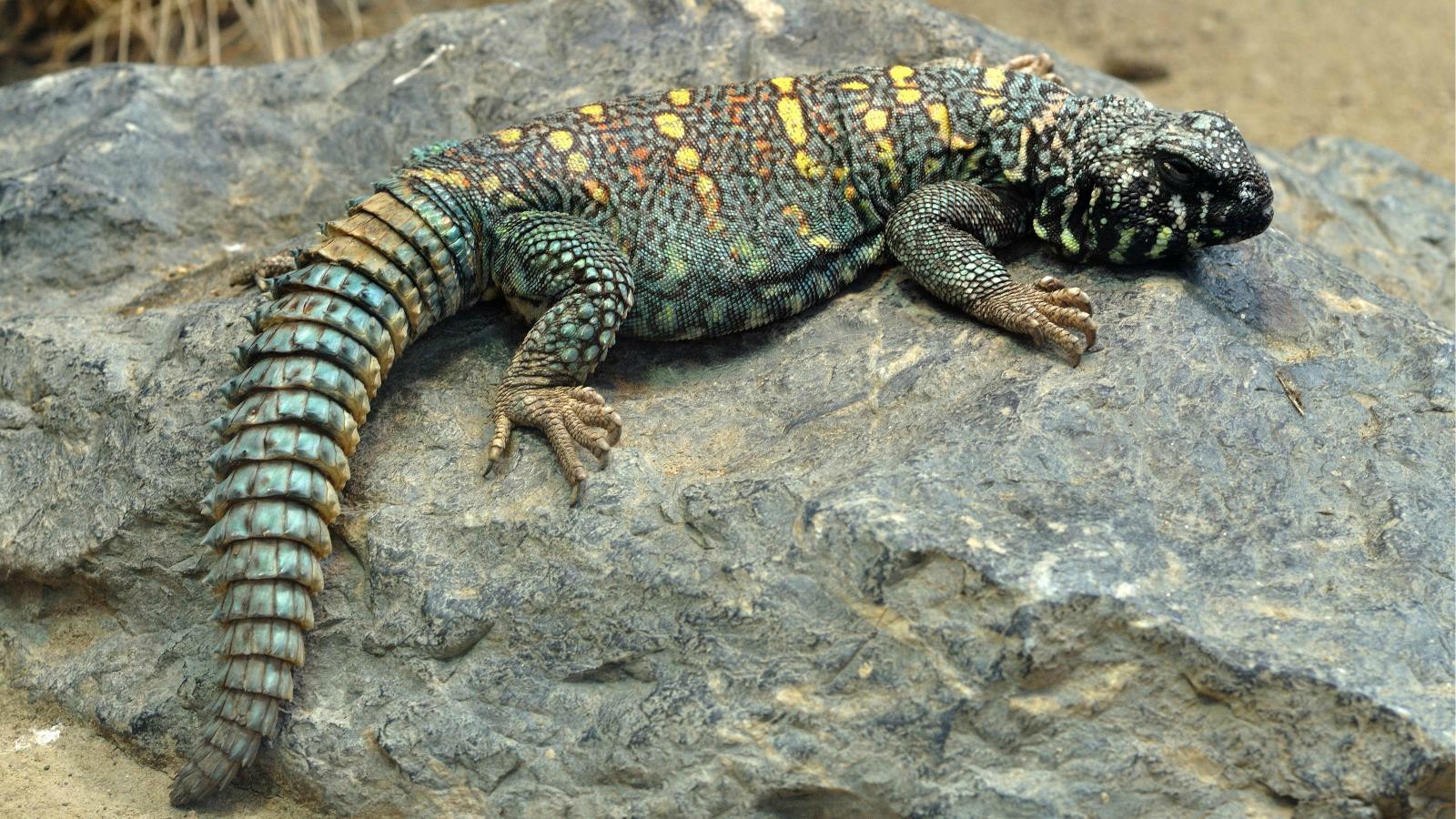 Uromastyx