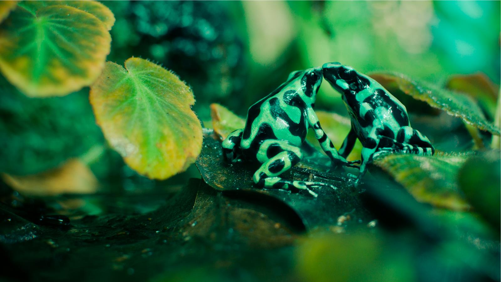 Poison dart frog Picture