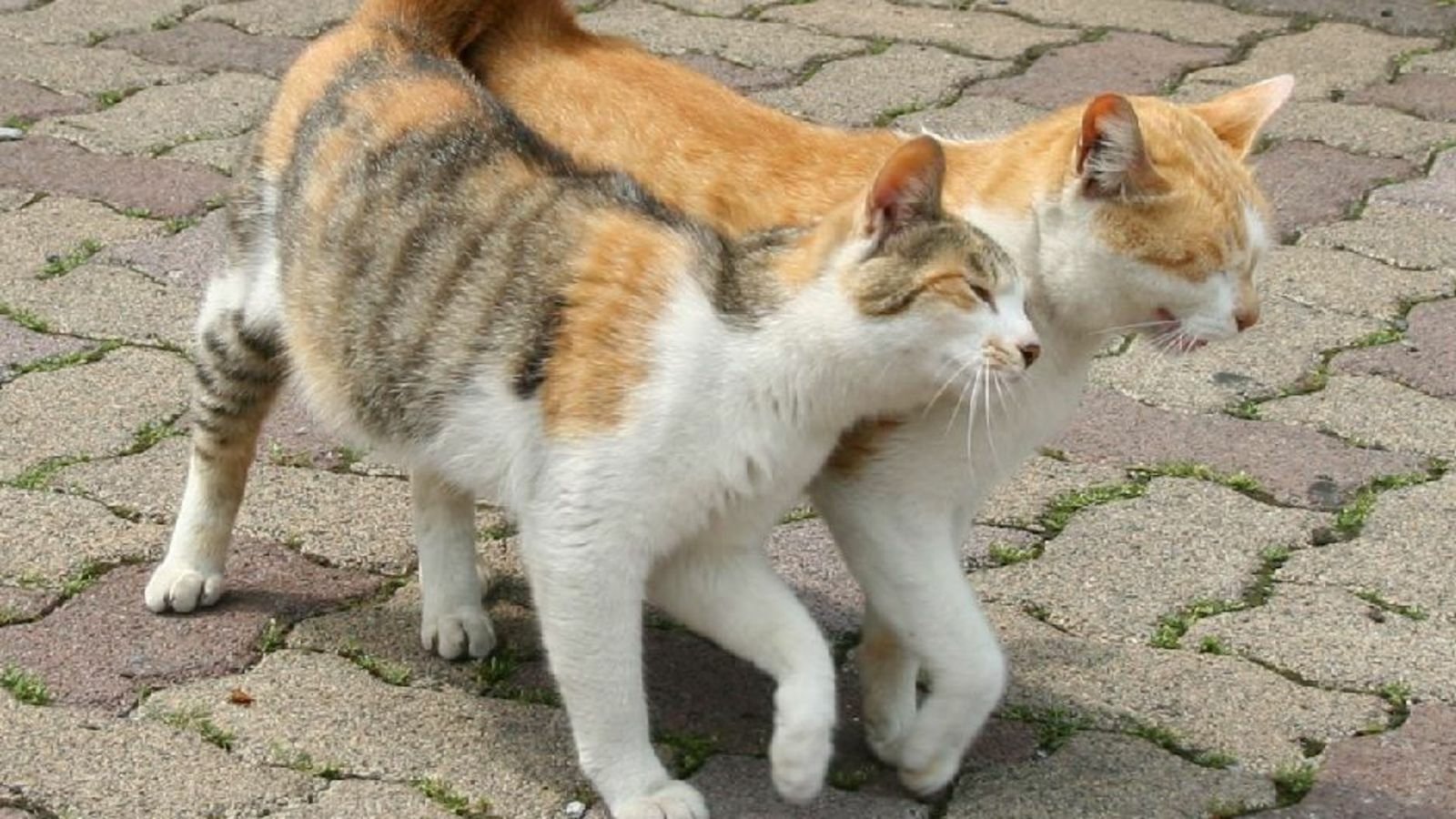 Two cats walking closely together on a paved surface, one with orange and white fur and the other with gray and white fur, showcasing their companionship.