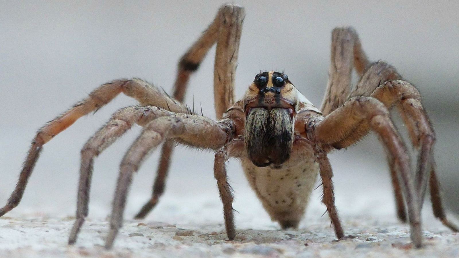 Close-up front view of an animal, a wolf spider, on a pale surface with hairy legs and prominent multiple eyes.