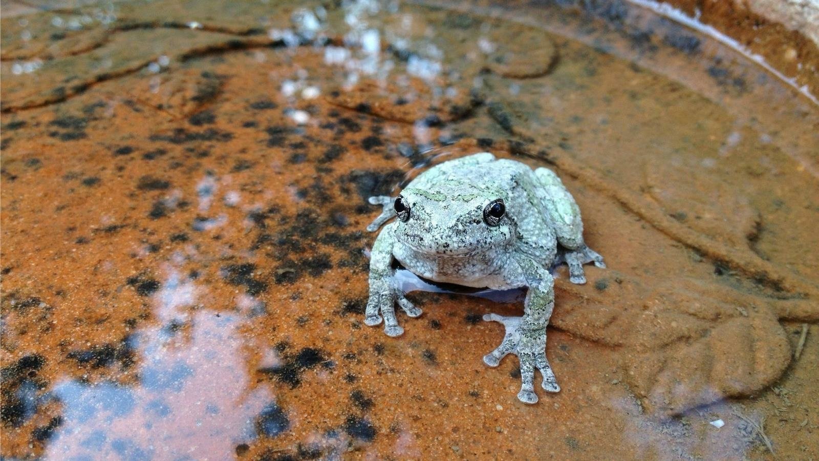 Animal tree frog Image