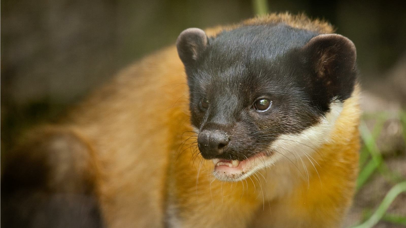  Yellow-throated Marten