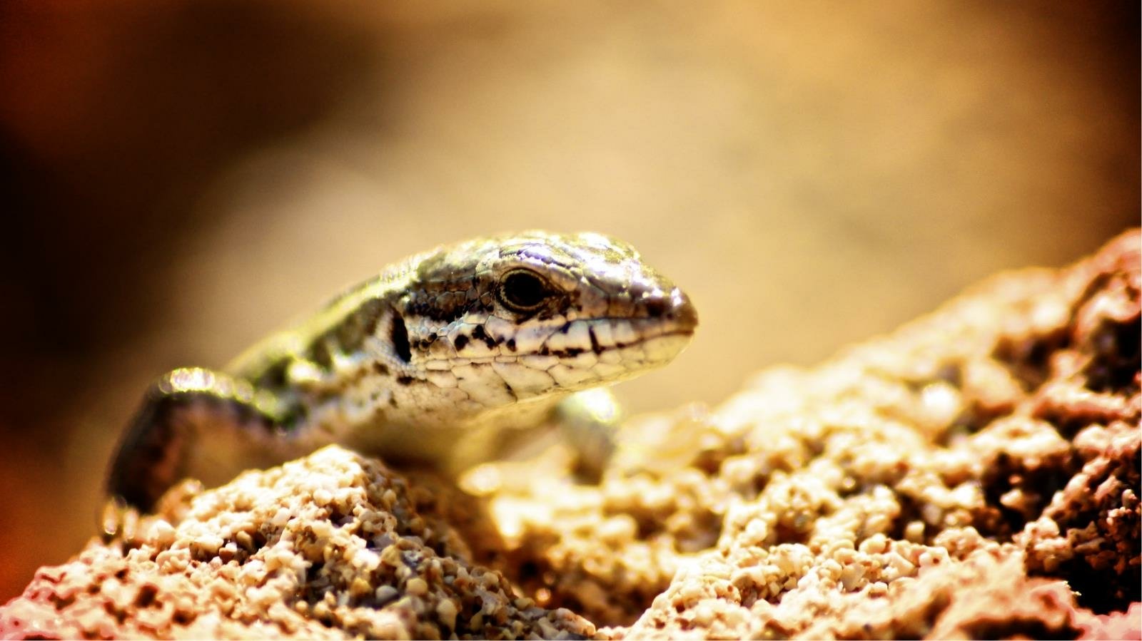 Download Animal Lizard Image