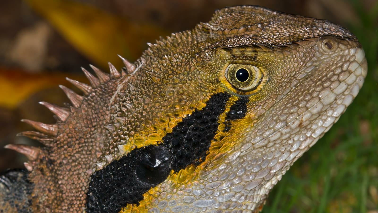 Animal water dragon Image