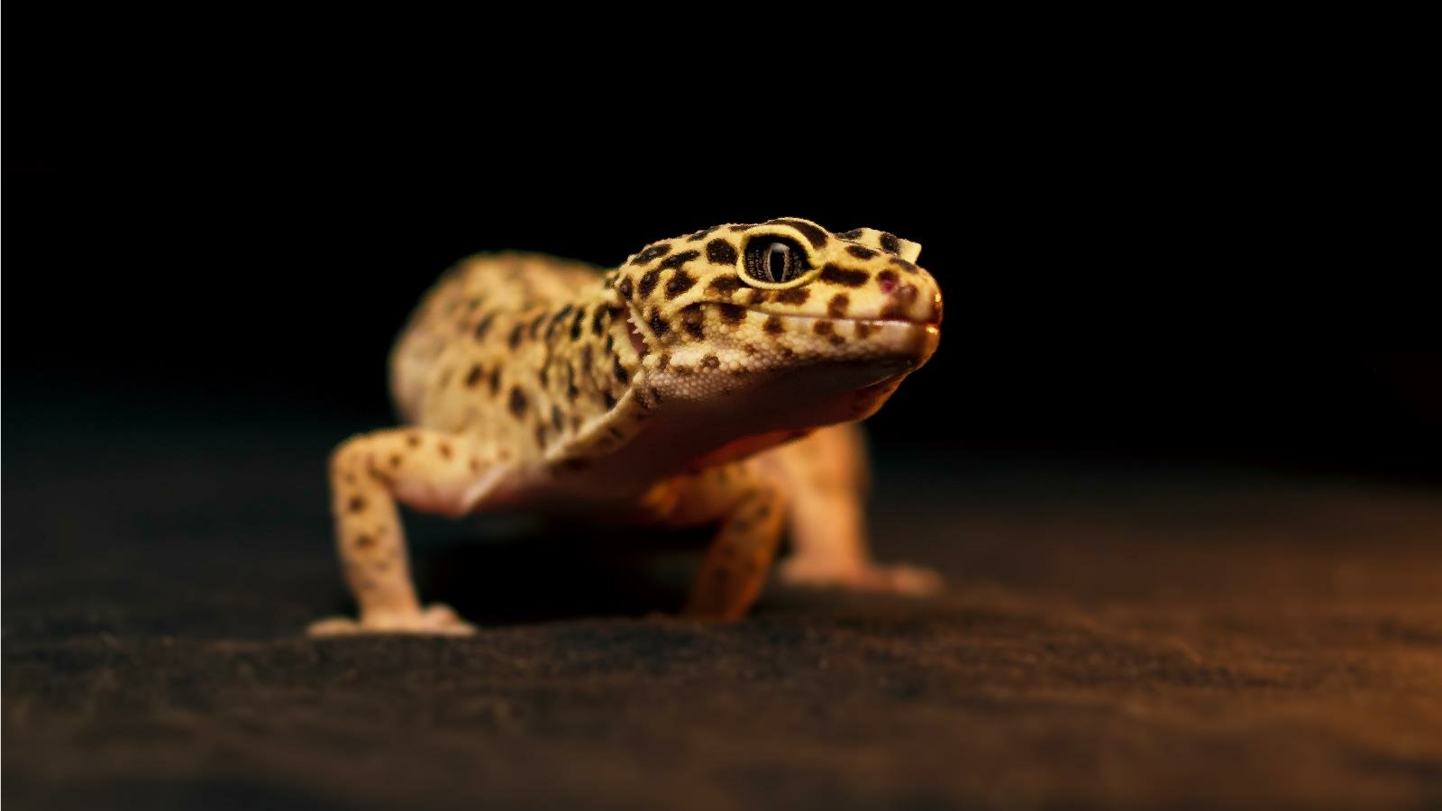 A leopard gecko with distinctive spotted patterns is shown against a dark background.