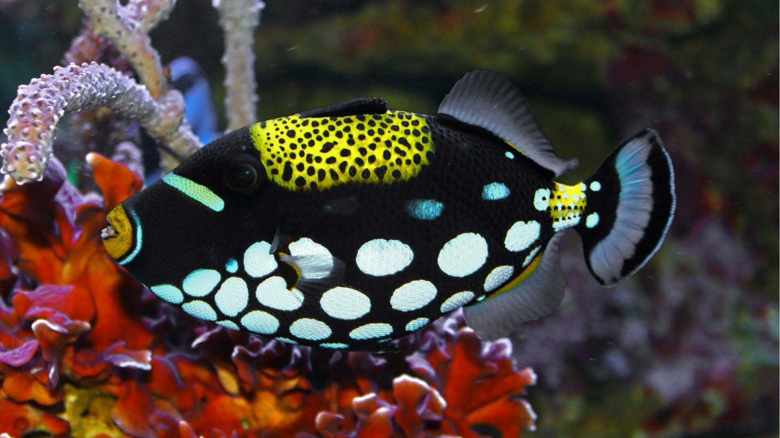 Download Animal Fish Image