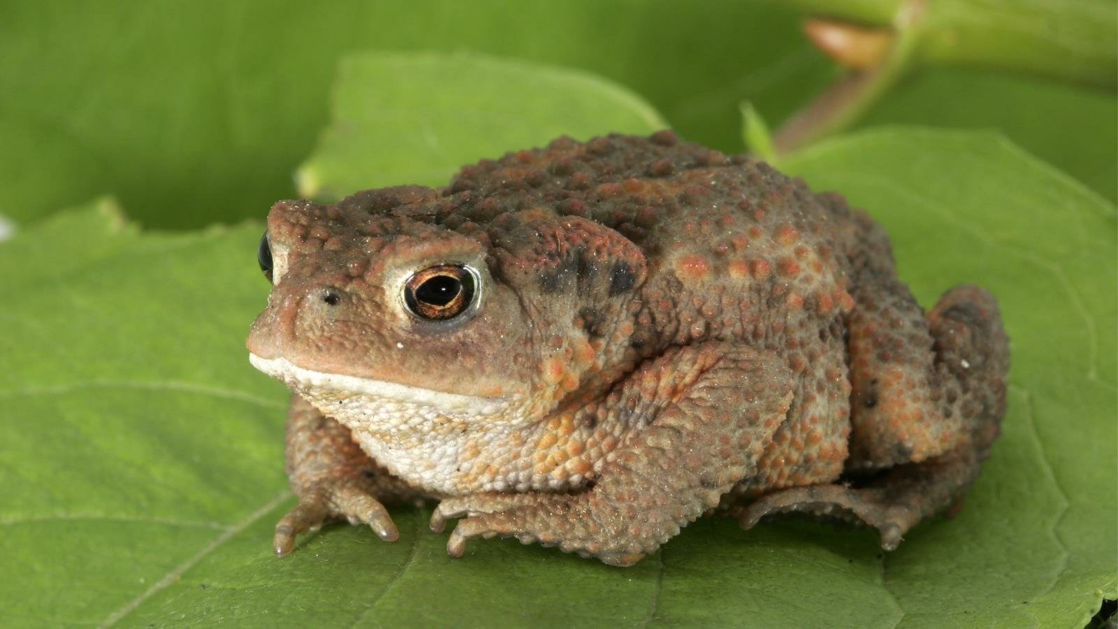 Animal toad Image