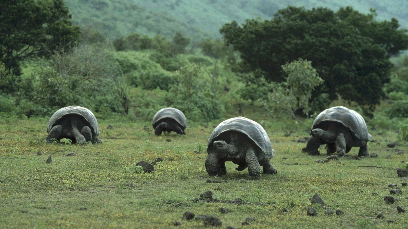 Animal tortoise Image