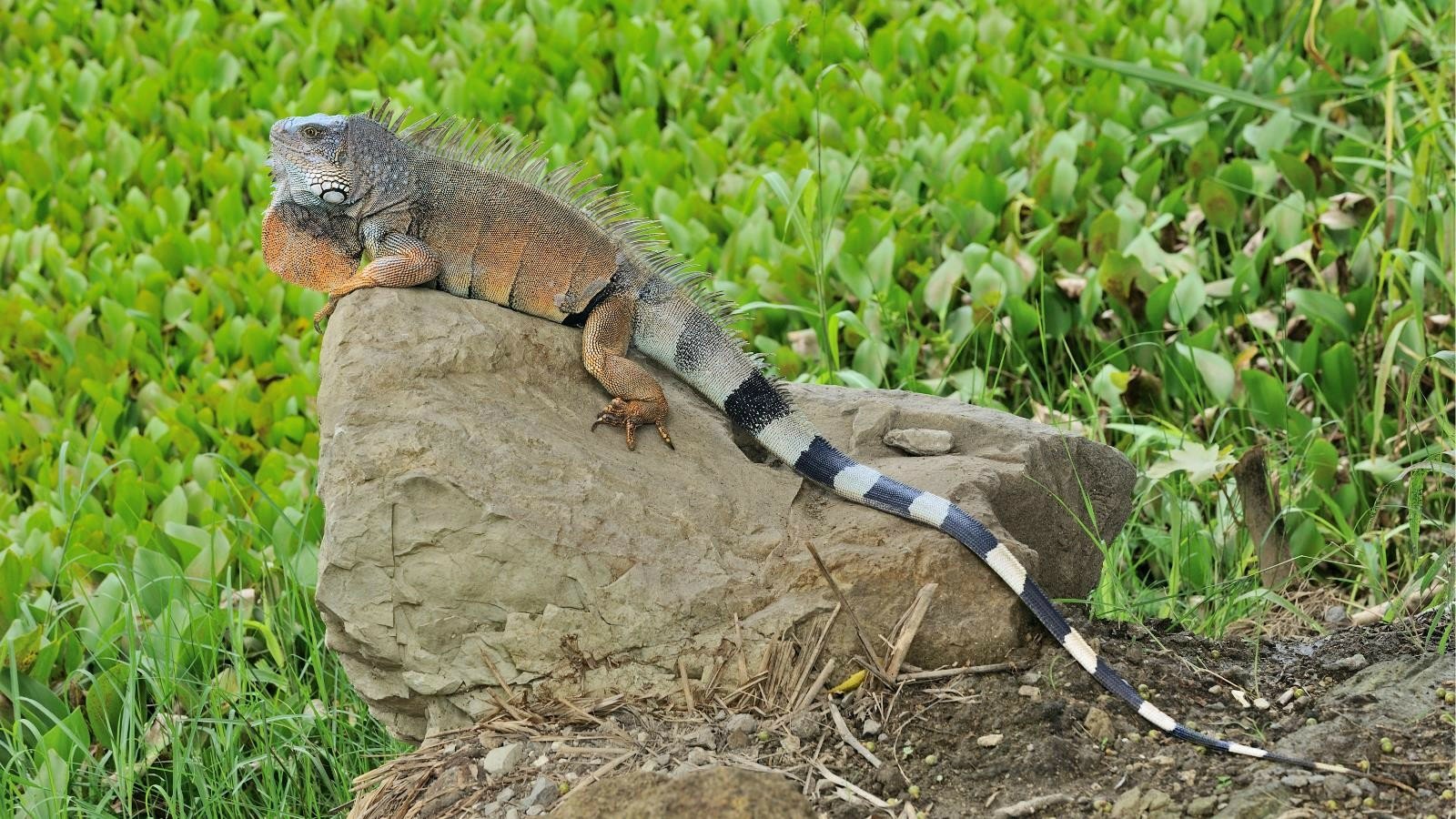 Animal green iguana Image