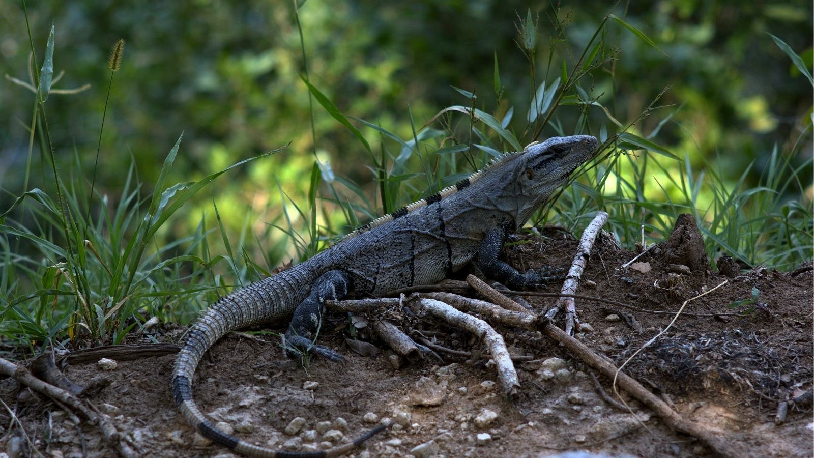 Download Animal Lizard Image