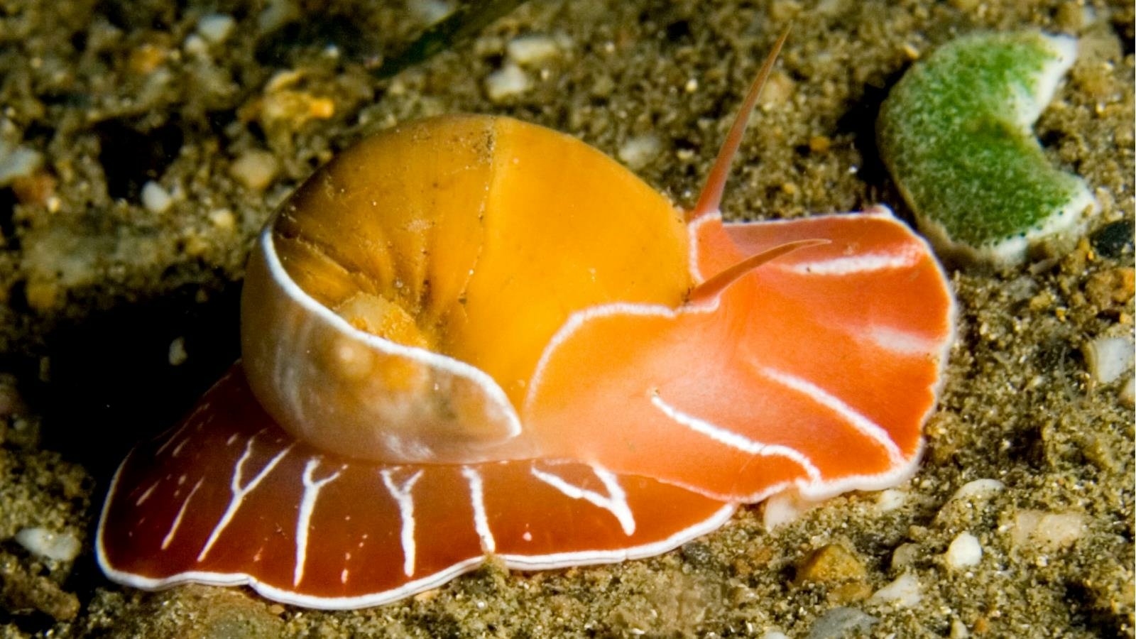 Northern Moon Snail